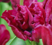 Tulipa 'Victoria's Secret'