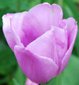 Tulipa 'Violet Beauty' 