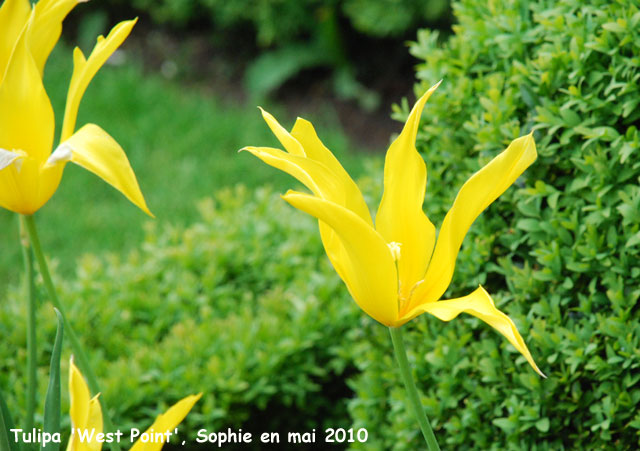 Tulipa 'West Point'