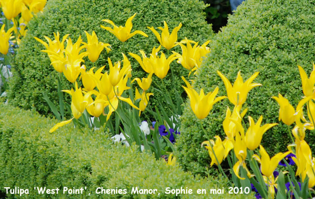 Tulipa 'West Point'