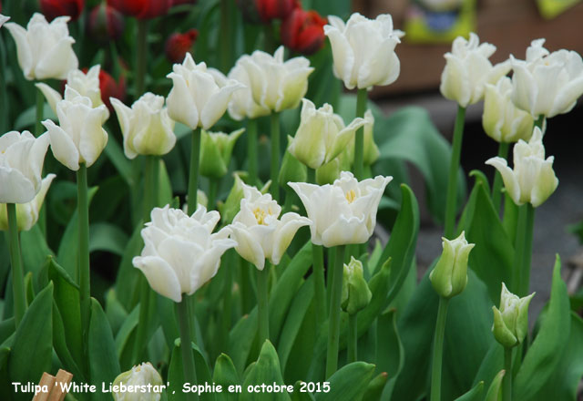 Tulipa 'White Lieberstar'