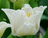 Tulipa 'White Lieberstar'