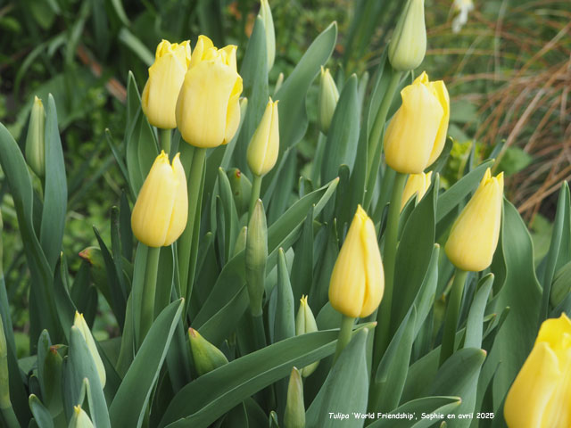 Tulipa 'World Friendship'