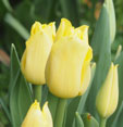 Tulipa 'World Friendship'