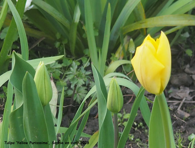 Tulipa 'Yellow Purissima'