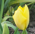 Tulipa 'Yellow Purissima'