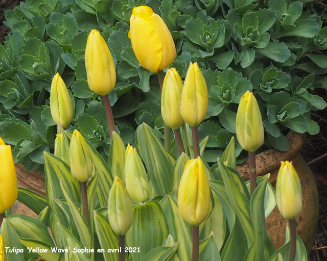 Tulipa 'Yellow Wave'