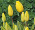 Tulipa 'Yellow Wave'