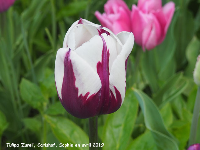 Tulipa 'Zurel'