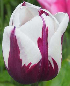 Tulipa 'Zurel'