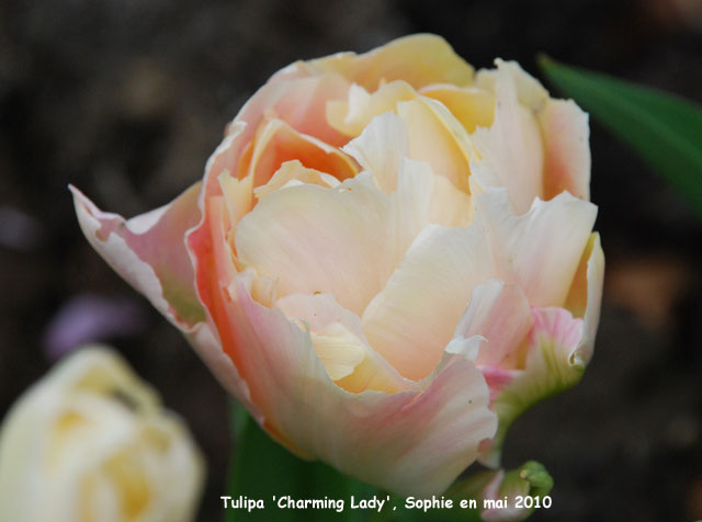 Tulipa 'Charming Lady'