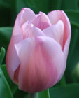 Tulipa 'Alibi'