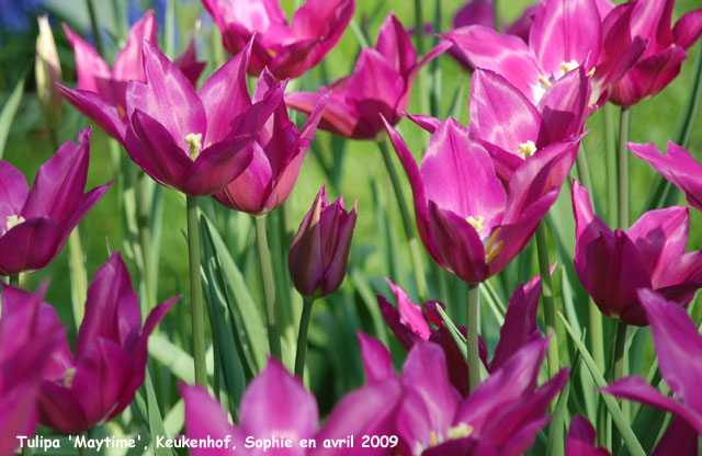 Tulipa 'Maytime'