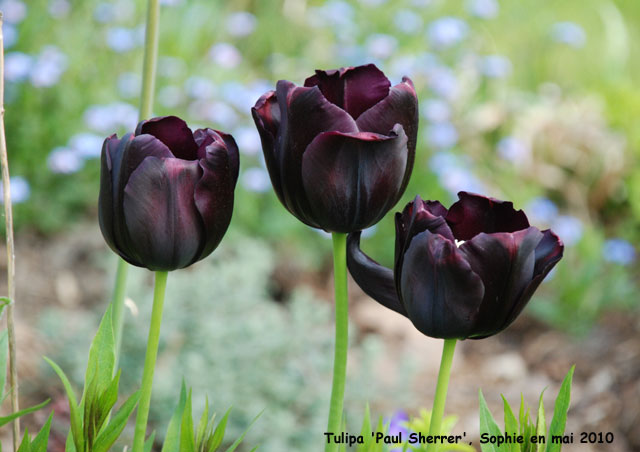 Tulipa 'Paul Sherrer'