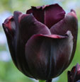 Tulipa 'Paul Sherrer'