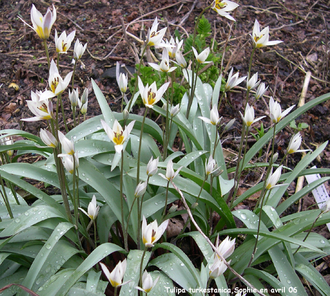 Tulipa turkestanica