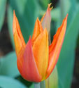 Tulipa 'Ballerina'