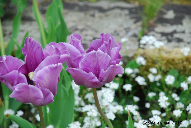 Tulipa 'Blue Parrot'