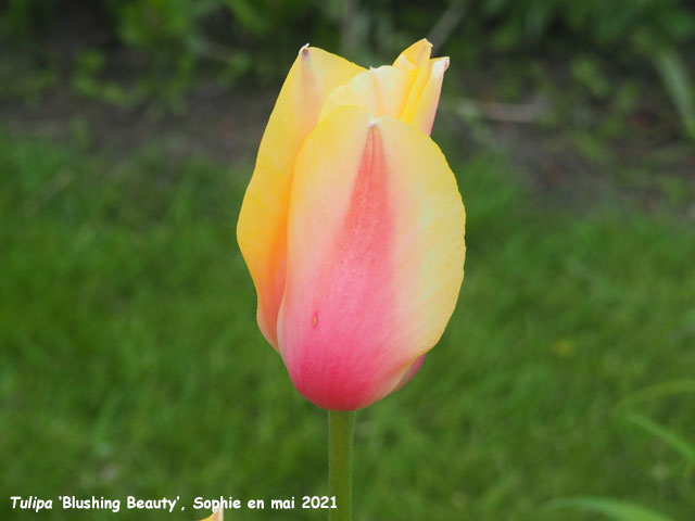 Tulipa 'Blushing Beauty'