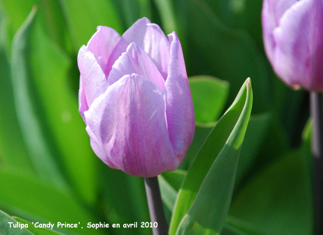 Tulipa 'Candy Prince'