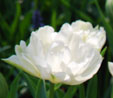 Tulipa 'Cardinal Mindszenty'