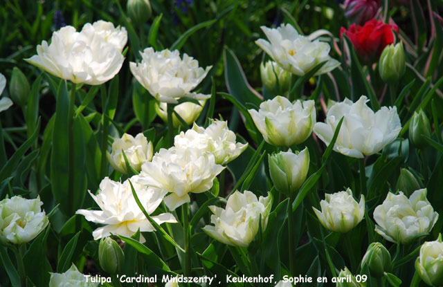 Tulipa 'Cardinal Mindszenty'