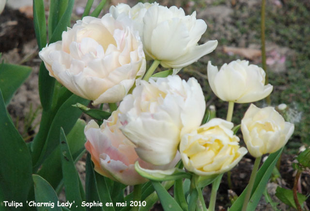 Tulipa 'Charming Lady'