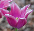 Tulipa 'Claudia'