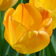 Tulipa 'Daydream'