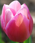 Tulipa 'Early Glory'