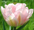 Tulipa 'Foxtrot'