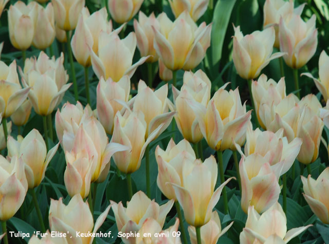 Tulipa 'Fur Elise'