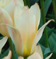 Tulipa 'Fur Elise'