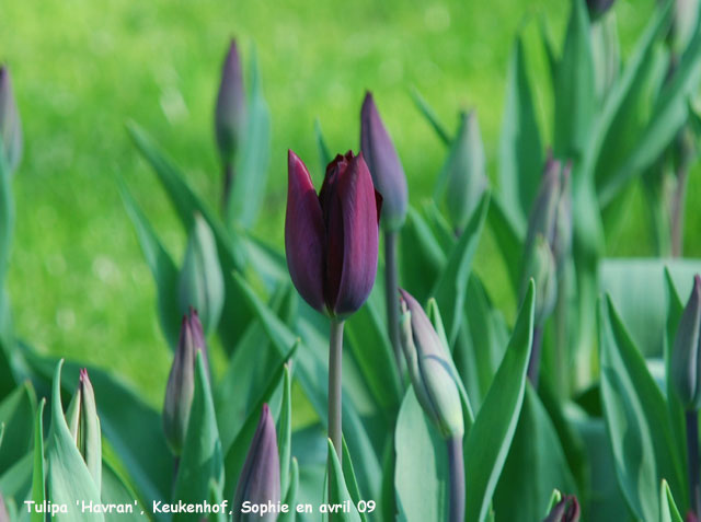 Tulipa 'Havran'