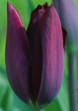 Tulipa 'Havran'