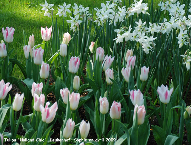 Tulipa 'Holland Chic'