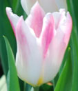 Tulipa 'Holland Chic'