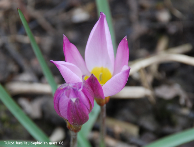 Tulipa humilis