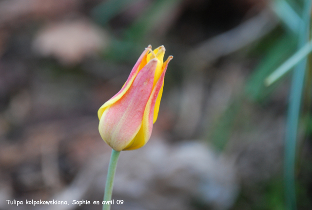 Tulipa kolpakowskiana