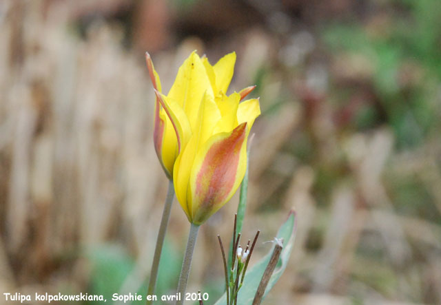 Tulipa kolpakowskiana