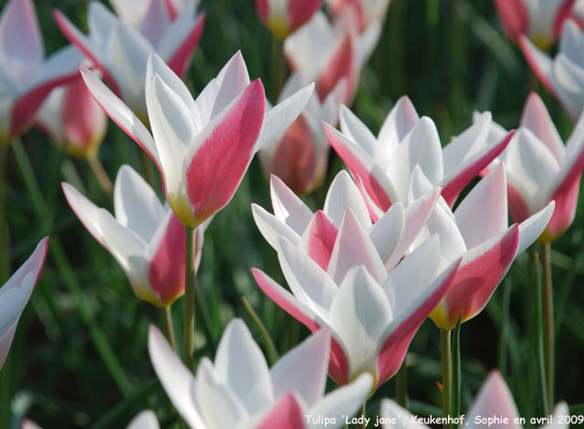 Tulipa 'Lady Jane'