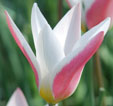 Tulipa 'Lady Jane'