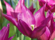 Tulipa 'Maytime'