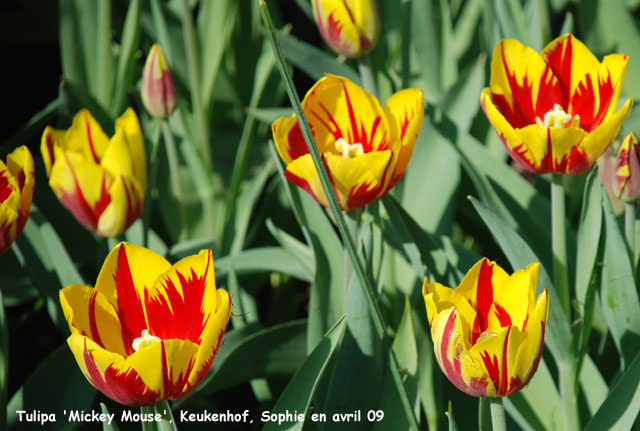 Tulipa 'Mickey Mouse'