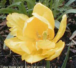 Tulipa 'Monte Carlo'