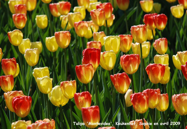 Tulipa 'Montevideo'