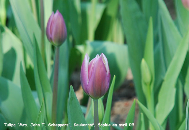 Tulipa 'Mrs. John T. Scheppers'