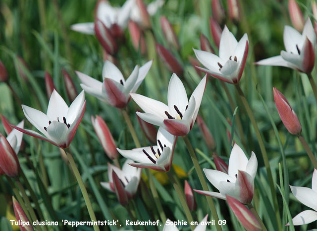 Tulipa clusiana 'peppermint Stick'