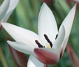 Tulipa clusiana 'peppermint Stick'