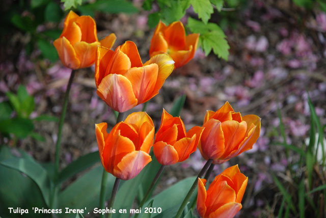 Tulipa 'Princesse Irène'